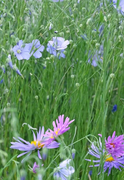 Coloridas flores de verano en el campo — Foto de Stock