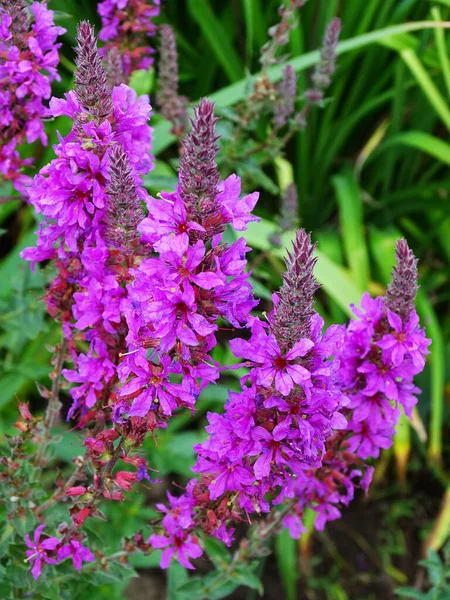 Ljusa lila blommor av kryddor i trädgården — Stockfoto