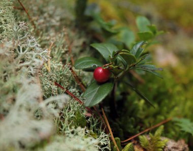 Yaban mersini ormandaki yosunların arasında bir çalıda