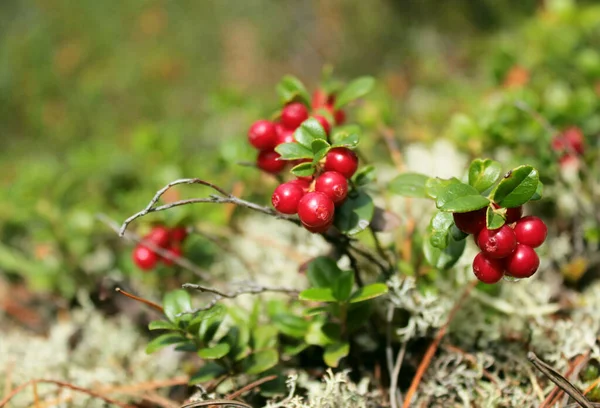 Preiselbeeren auf einem Busch zwischen dem Moos im Wald — Stockfoto