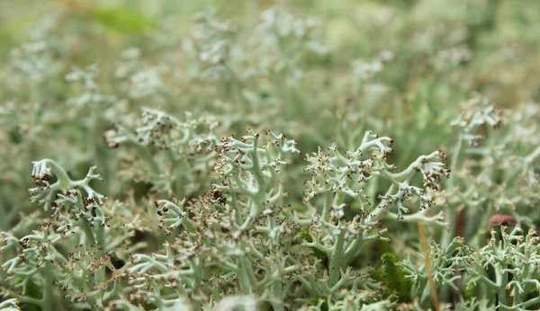 Solid background of moss yagel