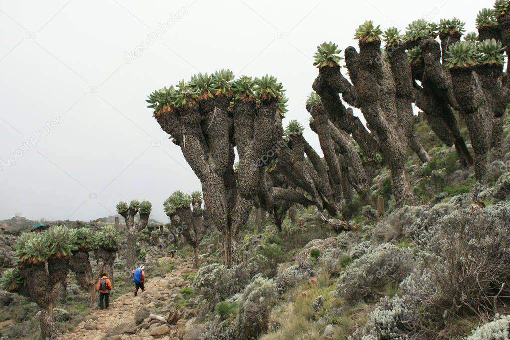 Trail to Kilimanjaro, Tanzania. A path among strange trees and figures of people in the distance