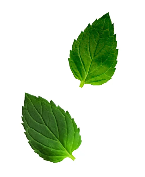 Groene aroma munt bladeren geïsoleerd — Stockfoto
