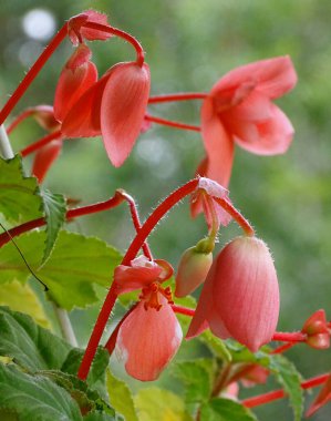 Çiçekler ve tomurcuklar, bir sepet pembe begonya.