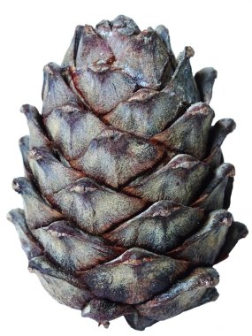 Beyaz arkaplanda sedir konisi, izole nesne