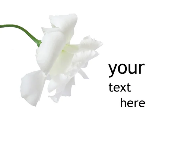 Blank for a postcard. White flower and place for text on a white background — Stock Photo, Image