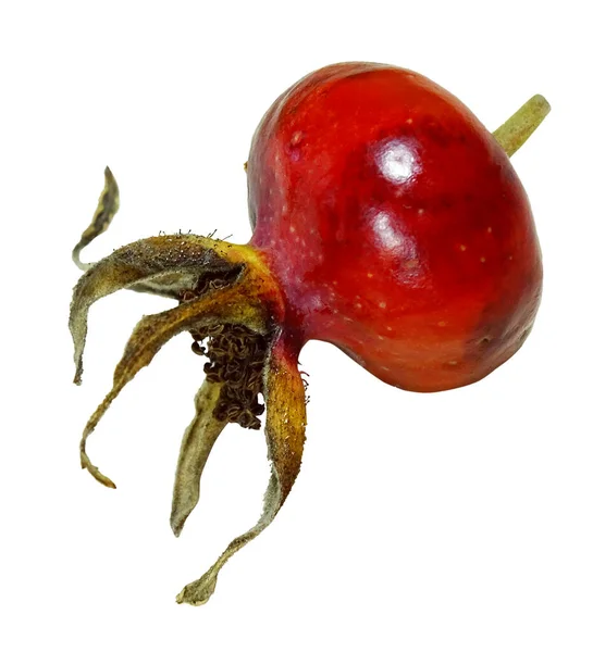 Ripe berry of a dogrose on a white background — Stock Photo, Image