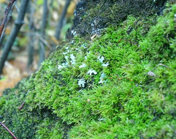 Life in the forest: green moss on a tree close-up — Stock Photo, Image