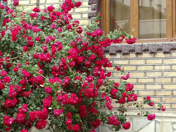 Κόκκινα τριαντάφυλλα αναρρίχηση σπάγκο κατά μήκος του τοίχου του σπιτιού — Φωτογραφία Αρχείου