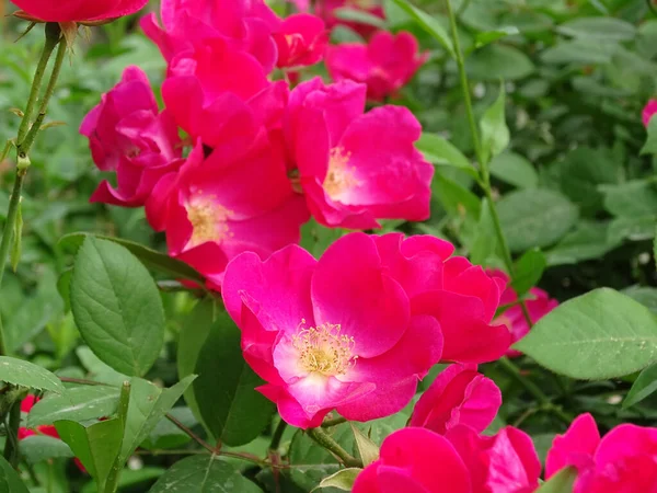 Arbusto florescente de rosas de chá vermelho — Fotografia de Stock