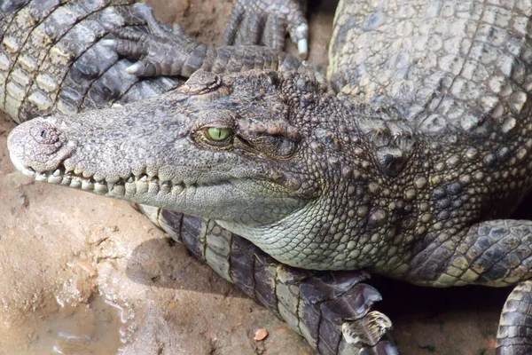 Морда зелёного нильского крокодила — стоковое фото