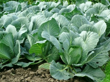 Yeşil taze lahana, tarlada büyük yapraklar, ön manzara.