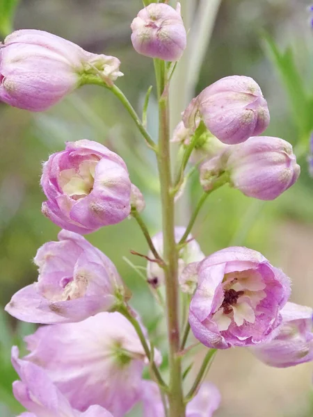 Delphinium cultorum: rosa delfinknoppar i makrofotografier — Stockfoto