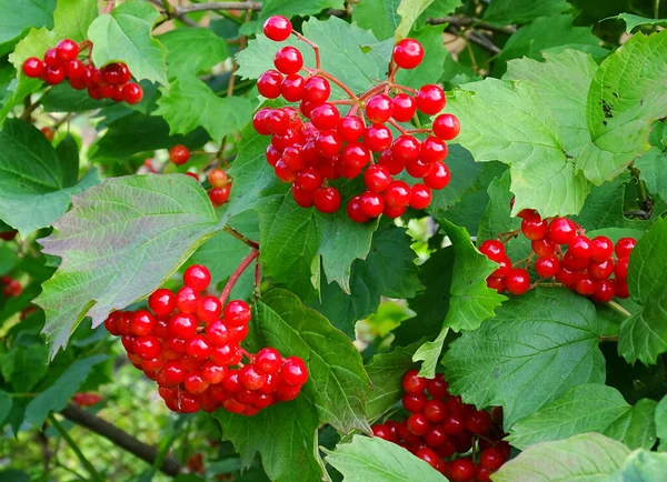 Trauben von reifen Viburnum-Beeren an den Zweigen — Stockfoto