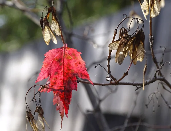 Autumn maple leave and seeds on the branch — Stock Photo, Image