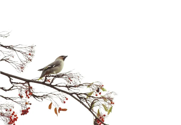 Autumn background with a bird on a branch and a blank place for text — Stock Photo, Image