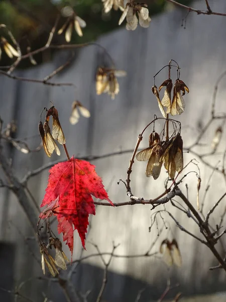 Herbst-Ahornblätter und Samen auf dem Zweig — Stockfoto
