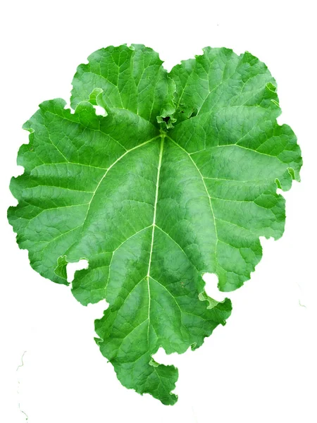 Groot groen blad van klis op een witte achtergrond — Stockfoto