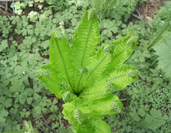 Helecho Verde, vista superior. Brotes verdes brillantes de un helecho en el bosque —  Fotos de Stock