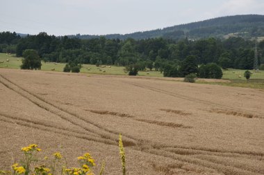 Tarlaları ve dağları olan bir manzara.