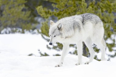 Gri kereste kurt (Canis lupus), karda yürüme.