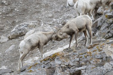 Bighorn koyun (Ovis canadensis) Erkek, ram, Cliff üzerinde mücadele, Ulusal Elk sığınma, Jackson, Wyoming, ABD.