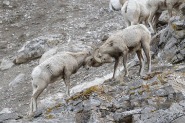 Bighorn Sheep (Ovis canadensis) male, ram, fighting on cliff, National Elk refuge, Jackson, Wyoming, USA. clipart