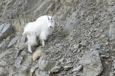 Mountain Goat (Oreamnos americanus) standing on the cliffs at the Snake river canyon, Wyoming, USA. clipart