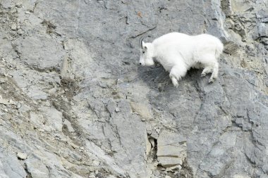 Mountain Goat (Oreamnos americanus) jumping on the cliffs at the Snake river canyon, Wyoming, USA. clipart