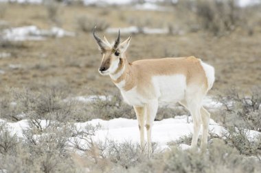 Pronghorn antilop (Antilocapra americana), Yellowstone Milli Parkı, Wyoming, ABD