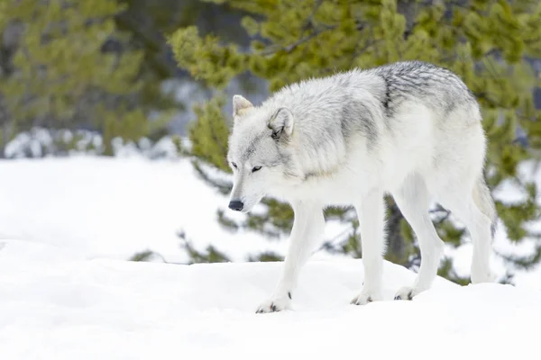 灰色のタイリクオオカミ Canis Lupus 雪の中を歩く — ストック写真