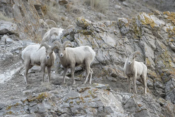 Tjockhornsfår Ovis Canadensis Hane Ram Stående Cliff Nationella Älg Fristad — Stockfoto