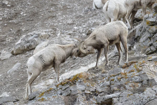 Bighorn Sheep Ovis Canadensis Macho Carnero Lucha Acantilado Refugio Alces —  Fotos de Stock