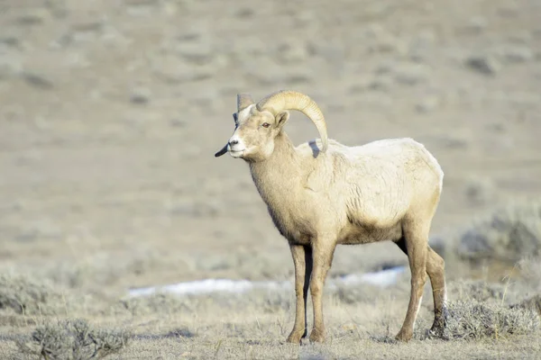 Bighorn Owiec Ovis Canadensis Mężczyzna Ram Śniegu Szałwia Zimą Krajowej — Zdjęcie stockowe