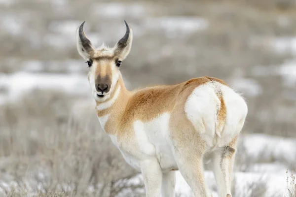 Vidloroh Americký Antilopa Antilocapra Americana Při Pohledu Zpět Kameru Yellowstonský — Stock fotografie