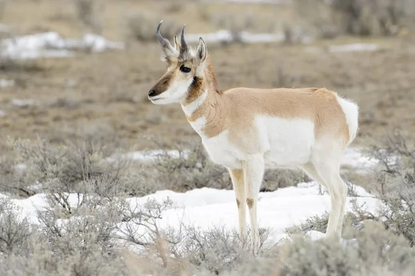 Villásszarvú Antilop Antilop Antilocapra Americana Yellowstone Nemzeti Parkban Wyoming Amerikai — Stock Fotó