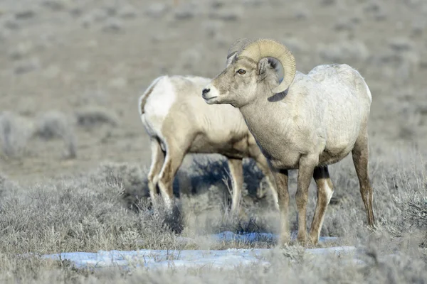 Bighorn Koyun Ovis Canadensis Erkek Ram Adaçayı Kışın Diğer Arka — Stok fotoğraf