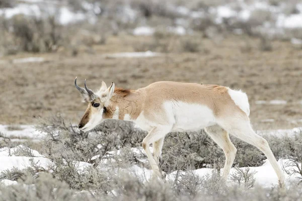 Gaffelbok Antelope Antilocapra Americana Yellowstone National Park Wyoming Usa — Stockfoto