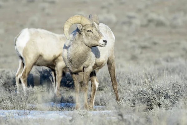 Bighorn Sheep Ovis Canadensis Male Ram Sage Winter Other Background Stock Photo