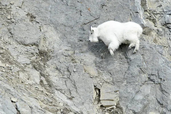 Mountain Goat Oreamnos Americanus Saltando Nas Falésias Desfiladeiro Rio Snake Imagens De Bancos De Imagens Sem Royalties