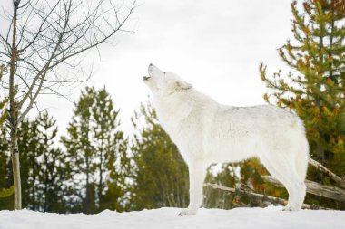 Gri kereste karda uluyan kurt (Canis lupus),.