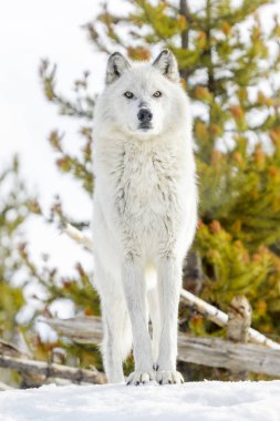 Gri kereste karda duran kurt (Canis lupus),.