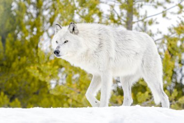 Gri kereste kurt (Canis lupus), karda yürüme.