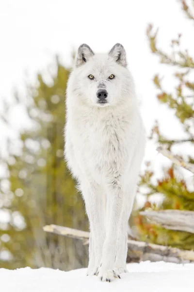 Grå Timmer Varg Canis Lupus Stående Snön — Stockfoto