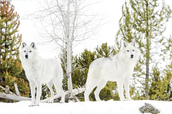 Pair Gray Timber Wolf Canis Lupus Standing Snow Looking Camera — Stock Photo, Image