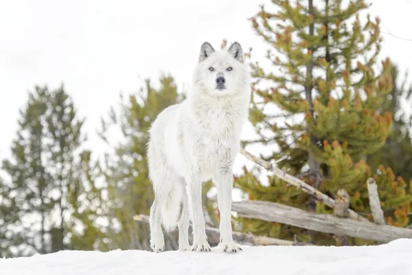 Szary Drewna Wilk Canis Lupus Stojący Śniegu — Zdjęcie stockowe