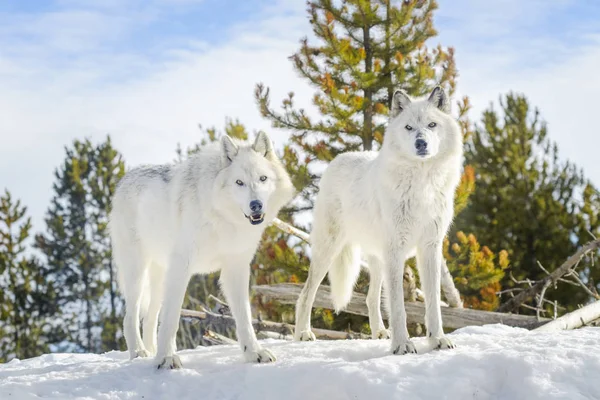 つの灰色のタイリクオオカミ Canis Lupus 雪の中を歩く — ストック写真