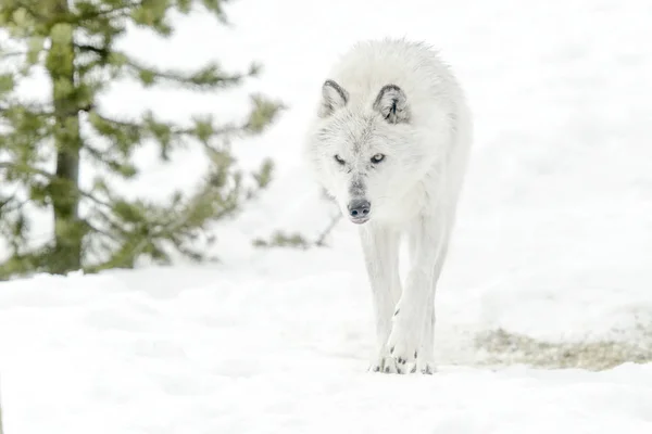 Lobo Gris Madera Canis Lupus Caminando Nieve —  Fotos de Stock