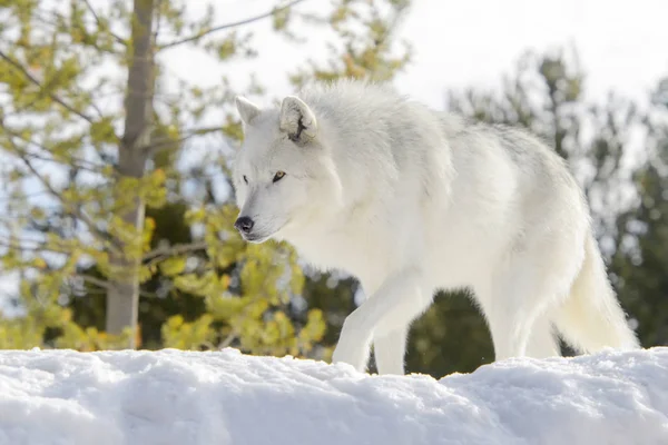 Gray Timber Wolf Canis Lupus Walking Snow Stock Photo