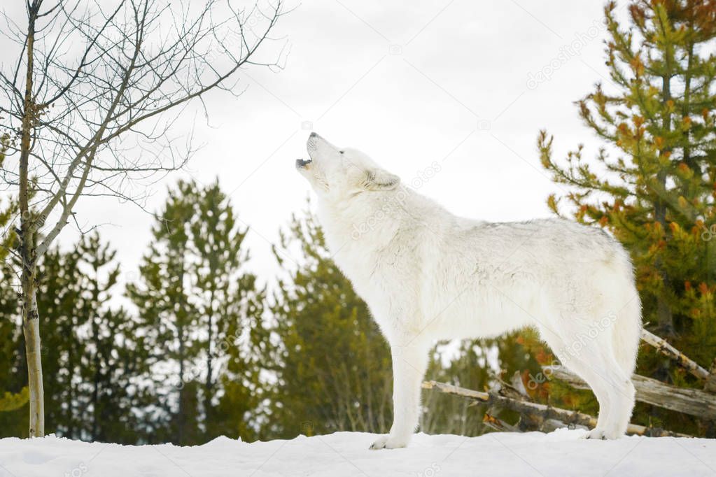 Gray timber wolf (Canis lupus), howling in snow.